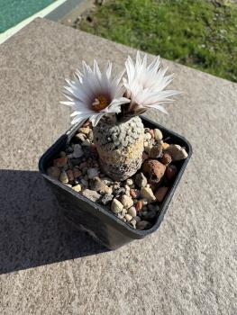 Preview: Turbinicarpus valdezianus
